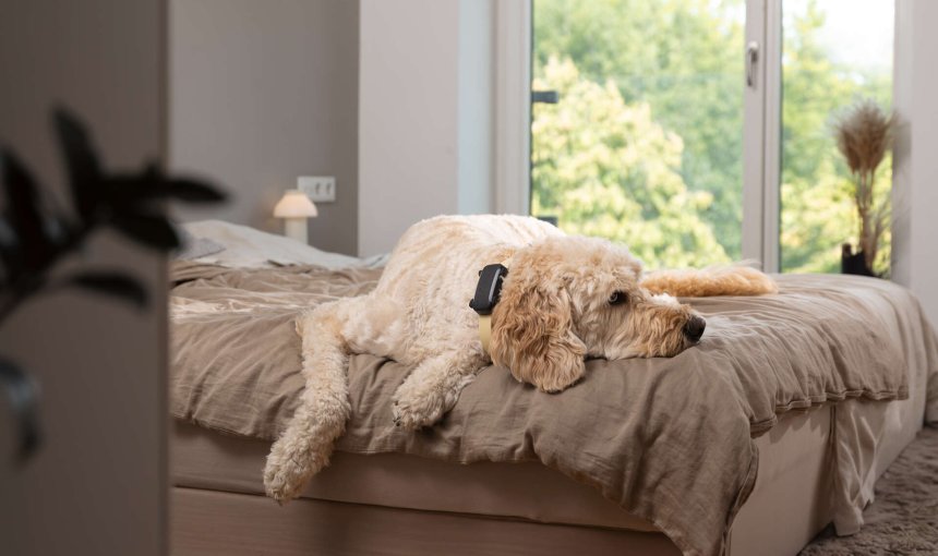 Ein Hund trägt einen Tractive GPS & Health Tracker