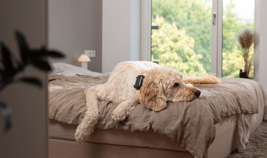 Ein Hund trägt einen Tractive GPS & Health Tracker