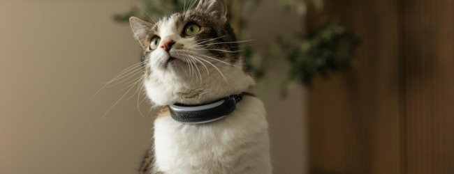 close up of cat wearing the tractive gps tracker