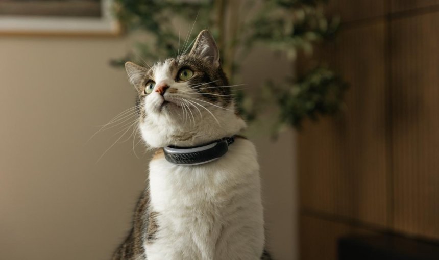 close up of cat wearing the tractive gps tracker