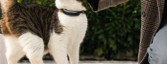 Frau streichelt Katze im Freien, die Tractive GPS Tracker trägt