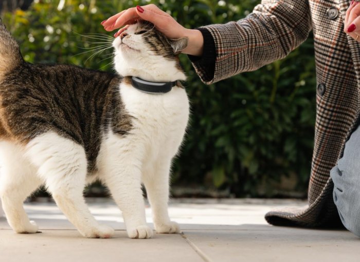 Frau streichelt Katze im Freien, die Tractive GPS Tracker trägt