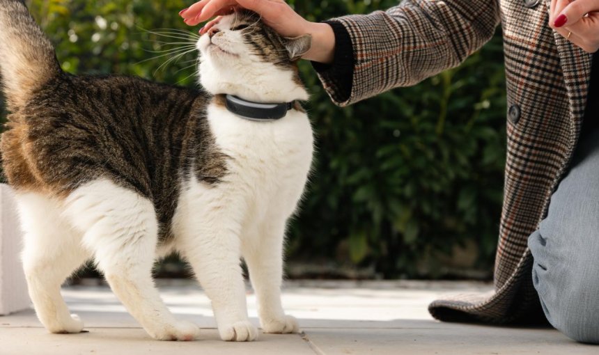 Frau streichelt Katze im Freien, die Tractive GPS Tracker trägt