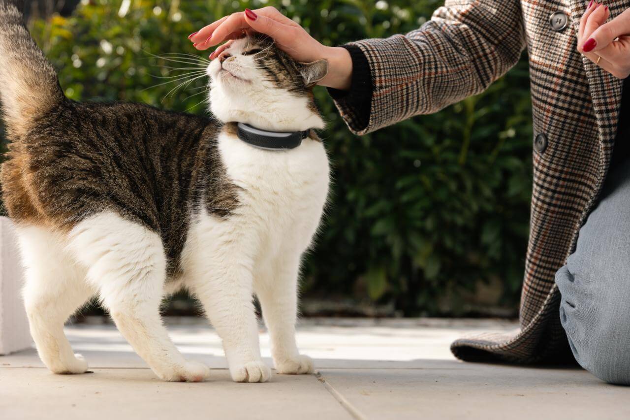 Frau streichelt Katze im Freien, die Tractive GPS Tracker tr&auml;gt