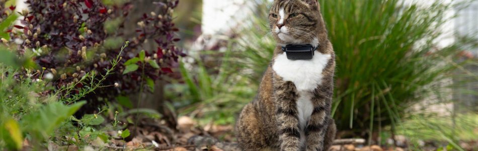 cat sitting outside wearing a black tractive cat tracker