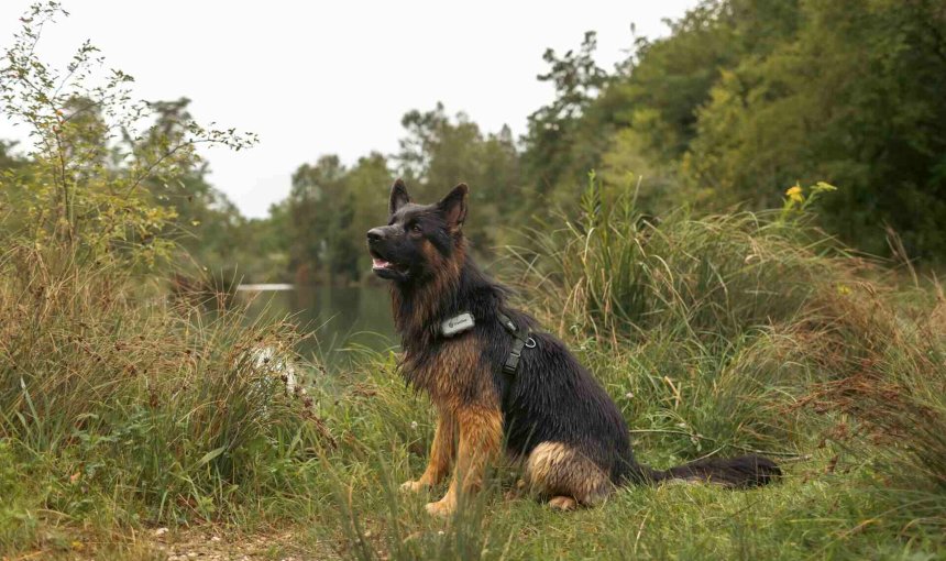 A dog wearing a Tractive GPS tracker