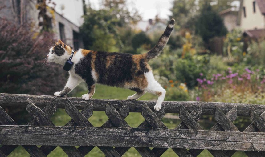A cat climbing a fence wearing a Tractive GPS tracker
