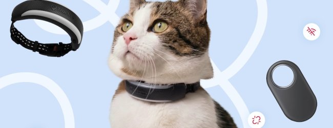 Cat wearing GPS Tracker, GPS Tracker and Bluetooth Tracker around