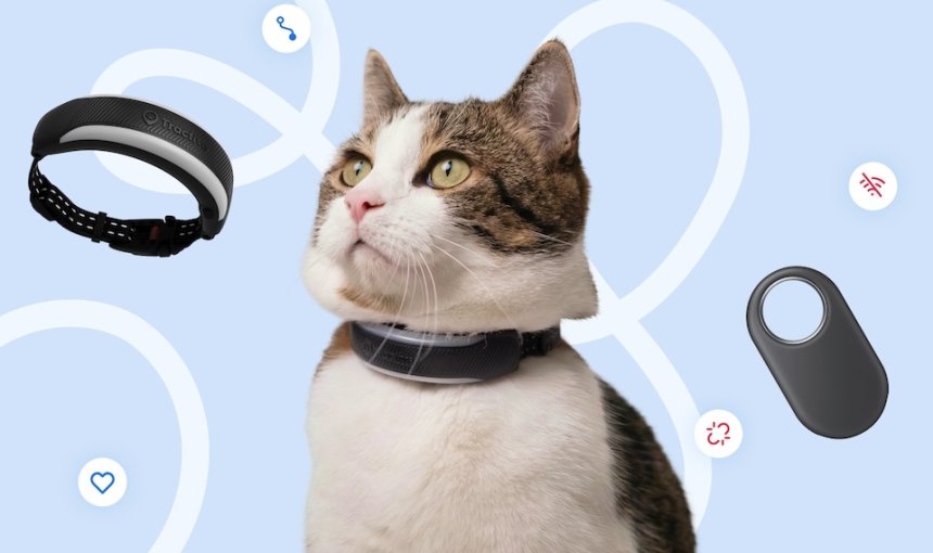 Cat wearing GPS Tracker, GPS Tracker and Bluetooth Tracker around