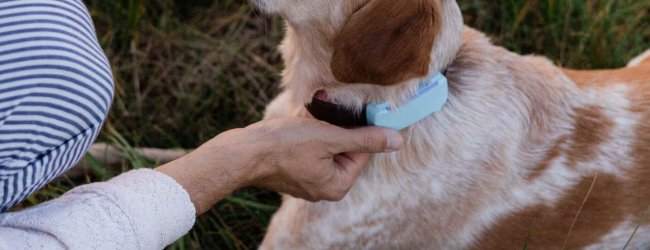 Un cane indossa un localizzatore GPS & Health Tractive