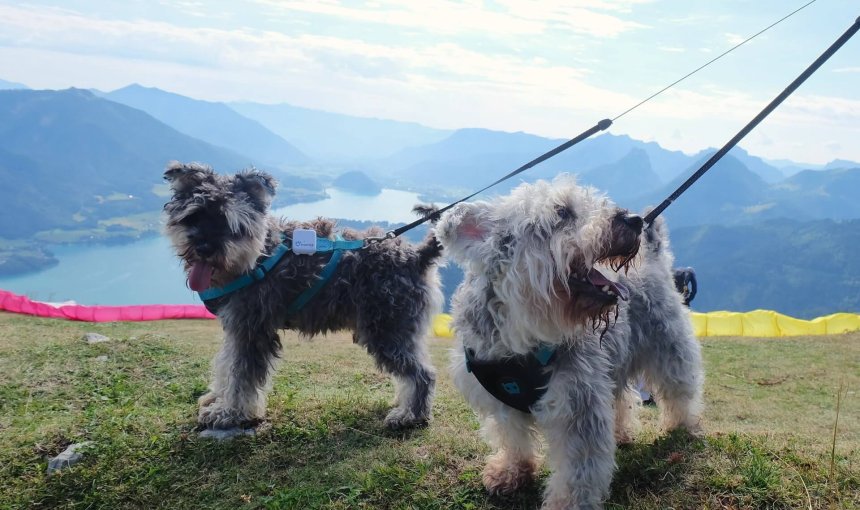 two dogs on leashes wearing tractive GPS dog tracker standing on a hill in the mountains