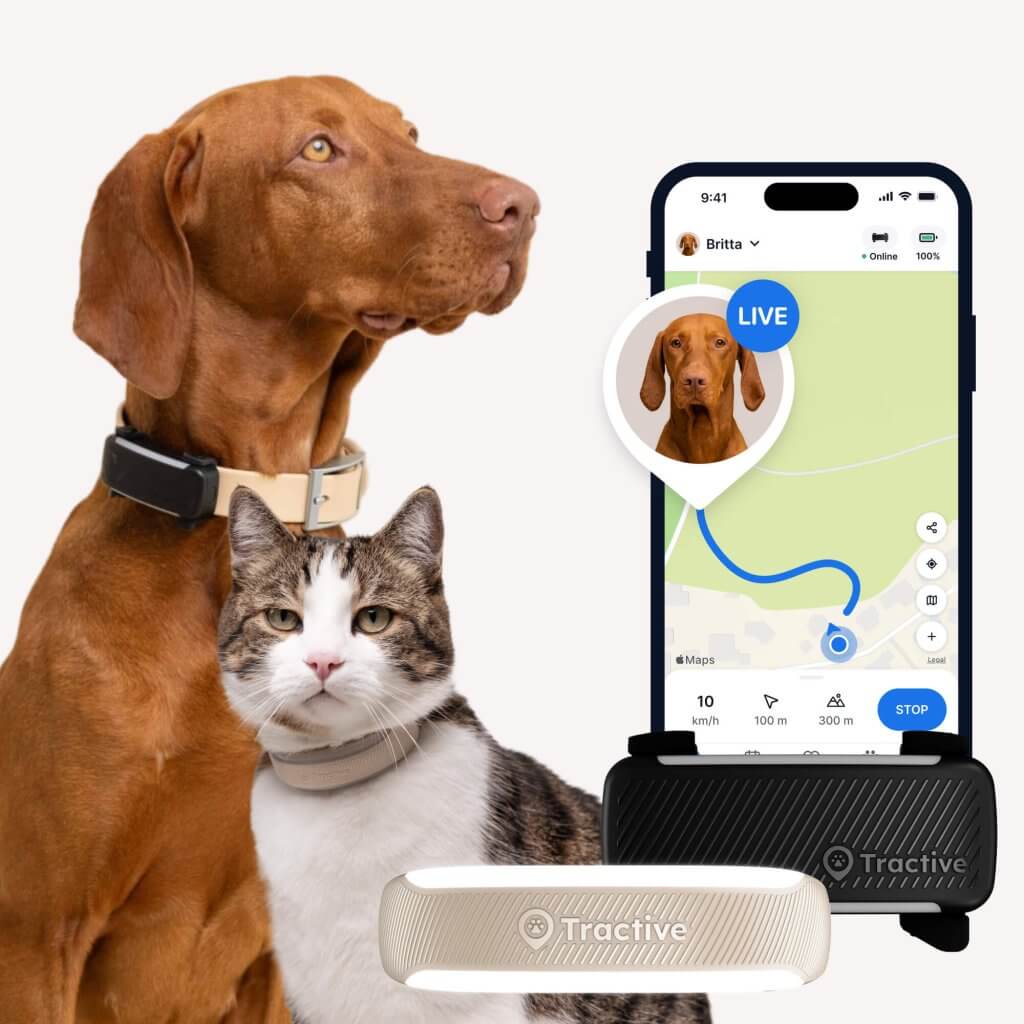 Hund und Katze tragen den Tractive GPS & Health Tracker f&uuml;r Haustiere mit App-Screenshot im Hintergrund