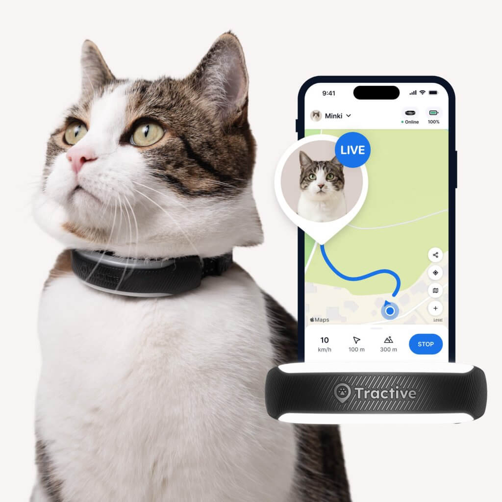 Kat der b&aelig;rer Tractive GPS med sundhedsfunktion til katter i sort, app viser LIVE-tracking illustration