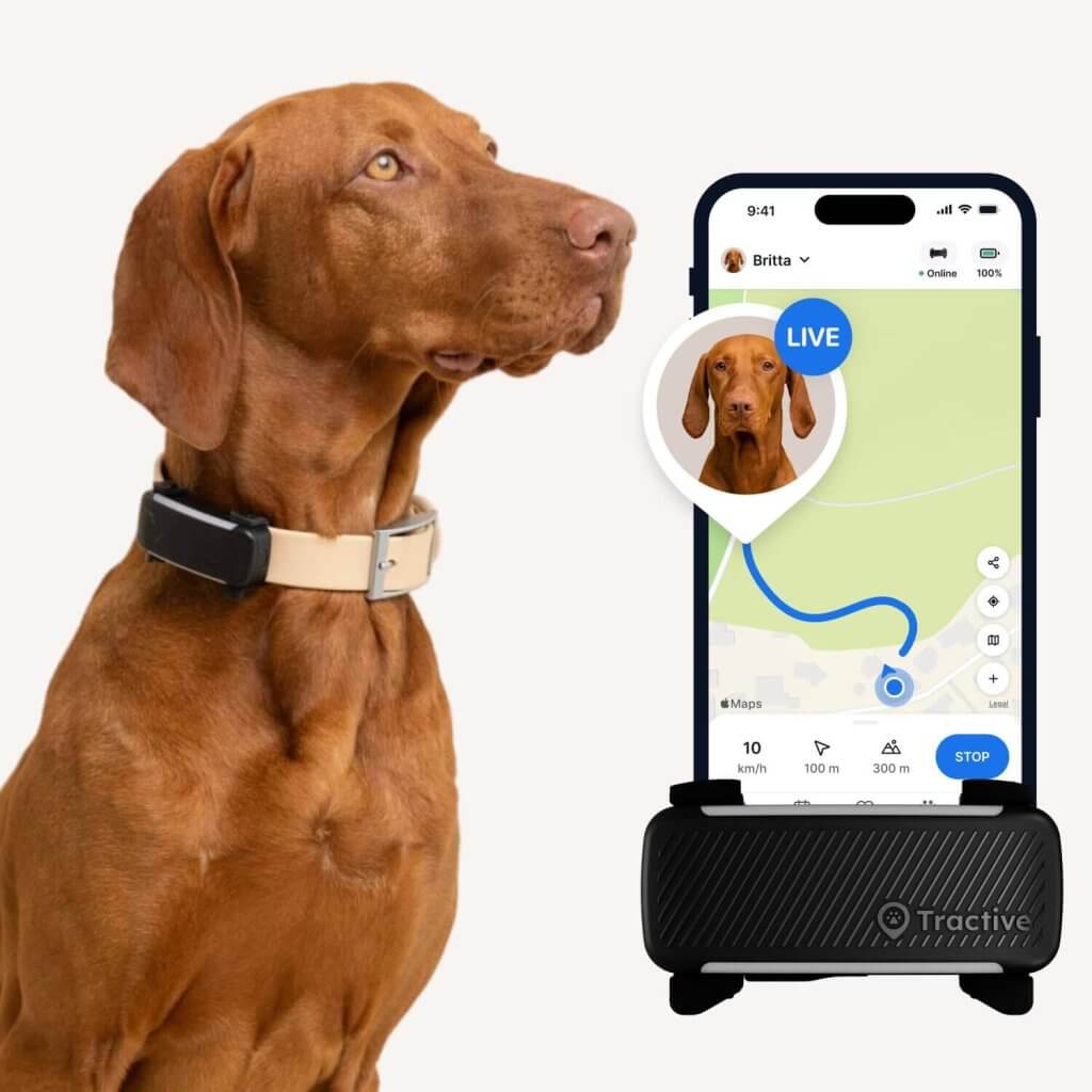Un cane marrone che indossa un collare GPS &egrave; mostrato accanto a uno smartphone. Lo schermo del telefono visualizza una mappa con una funzione di LIVE Tracking GPS, che evidenzia la posizione del cane. La mappa &egrave; mostrata su un dispositivo con il marchio "Tractive" visibile in basso.