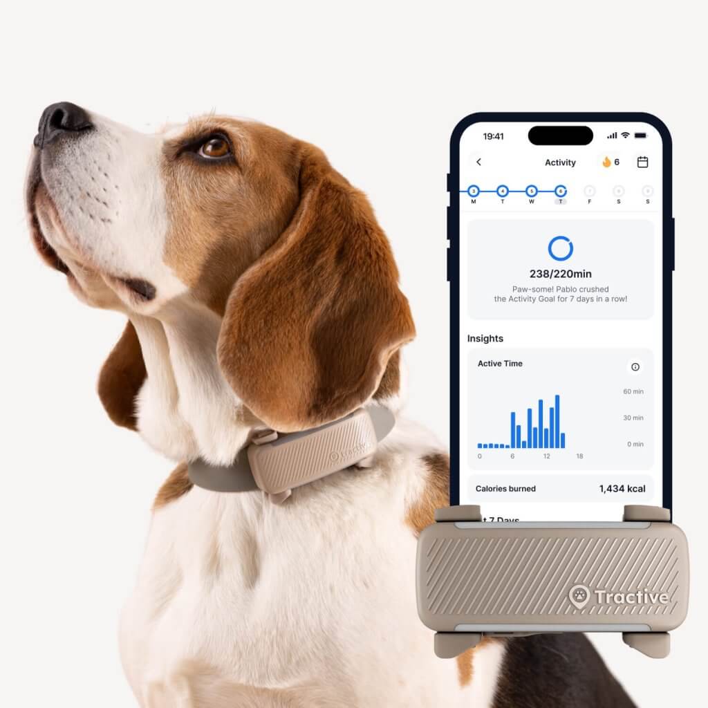 cane che indossa il Tracker Intelligente per Cani Tractive con localizzazione GPS, monitoraggio dell'attivit&agrave;, del sonno e della salute, screenshot dell'app di monitoraggio dell'attivit&agrave;