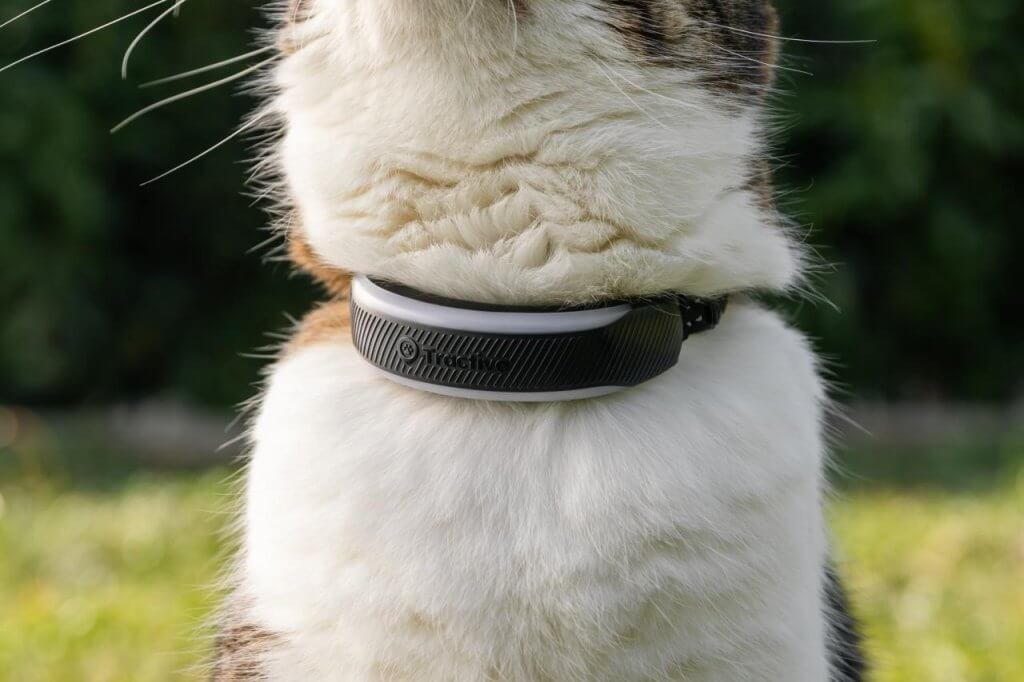 Katze tr&auml;gt Tractive Cat 6