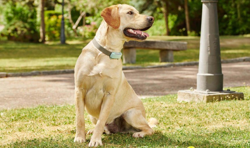 perro labrador amarillo sentado afuera en el césped