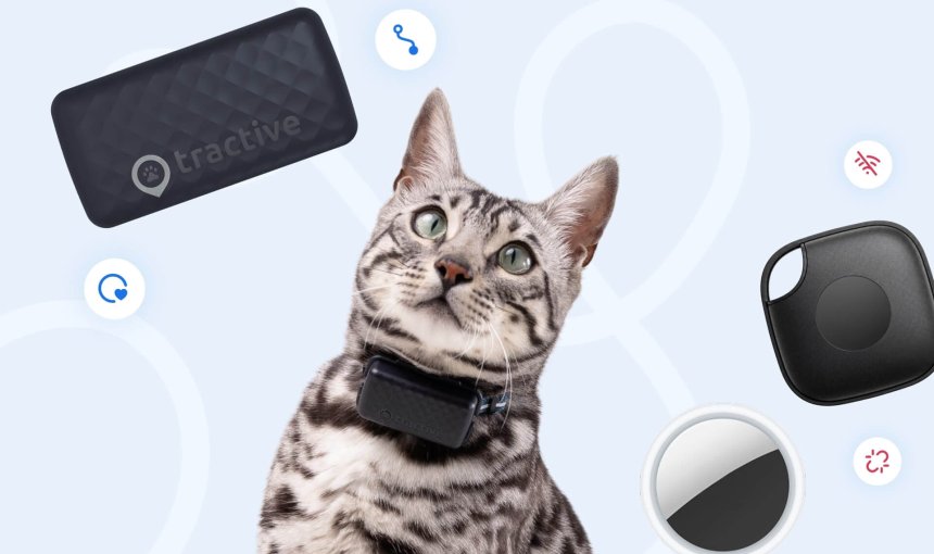 gatto che indossa un localizzatore GPS bluetooth per gatti con altri tipi di localizzatori sullo sfondo