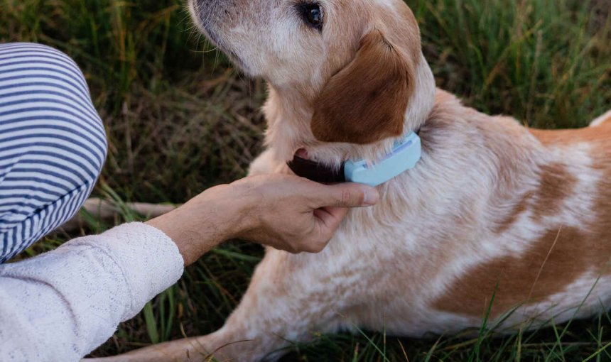 Un chien portant un traceur GPS et de santé Tractive