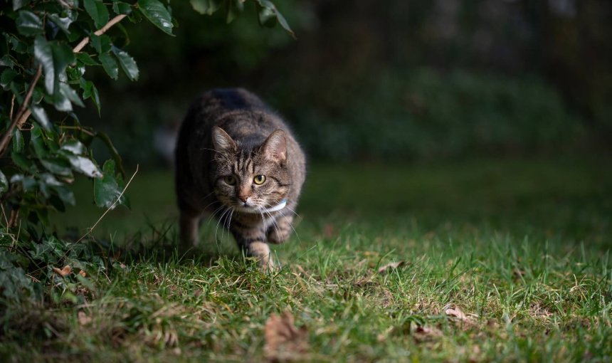 bruine kat buiten 's avonds met een gps-tracker voor katten