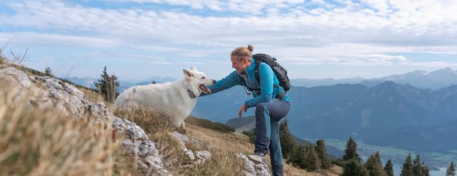 En hund som bär en Tractive GPS & Health-tracker