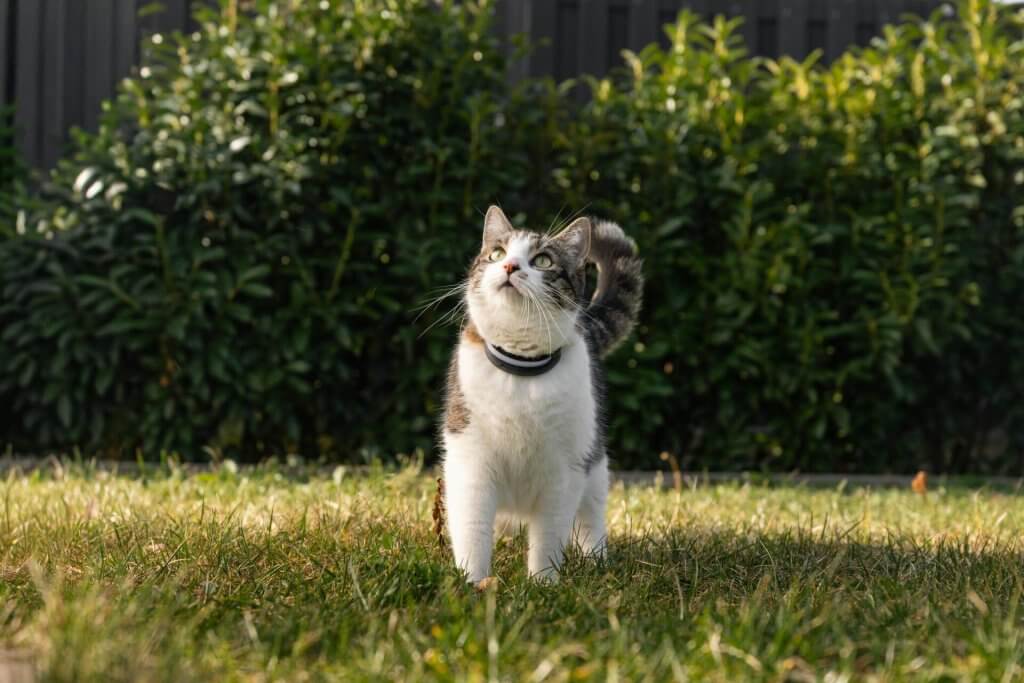 cat wearing the tracker in the grass