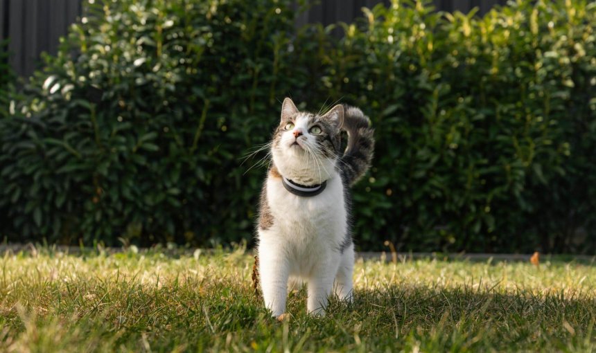 cat wearing the tracker in the grass