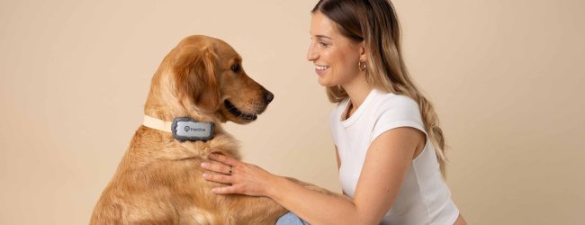 Ein Hund trägt einen Tractive GPS & Health Tracker