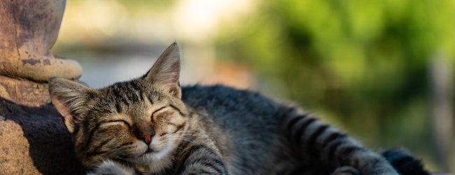 Katze schläft im Freien