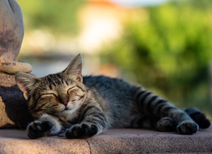 Katze schläft im Freien