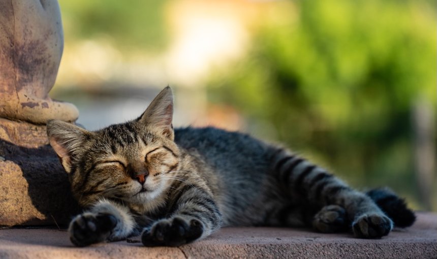 Katze schläft im Freien