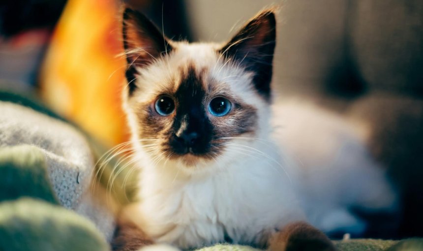white and black cat with blue eyes sitting on bed