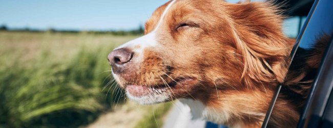 Bruine hond kijkt uit een autoraam