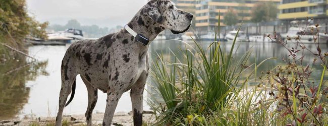 A dog wearing a Tractive GPS tracker