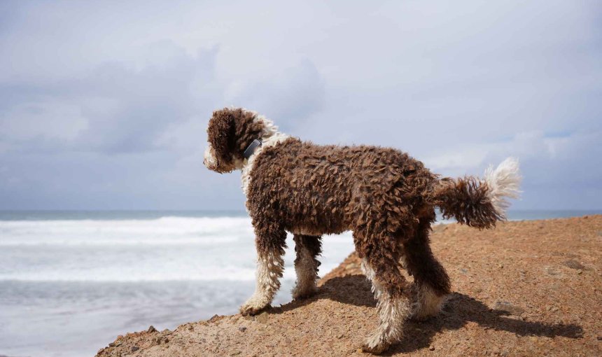 Ein Hund trägt einen Tractive GPS & Health Tracker