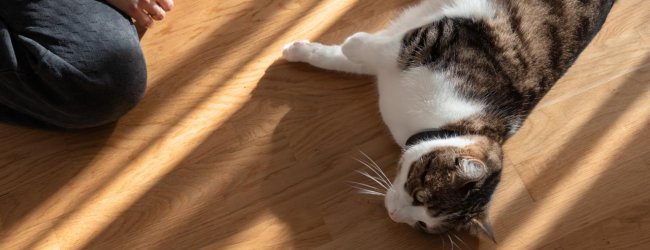 Cat wearing Tractive GPS tracker lying on the floor