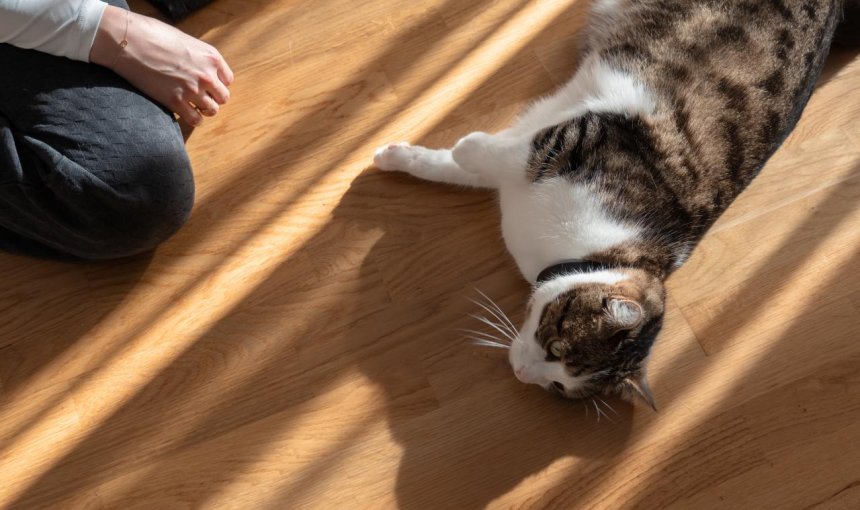 Cat wearing Tractive GPS tracker lying on the floor