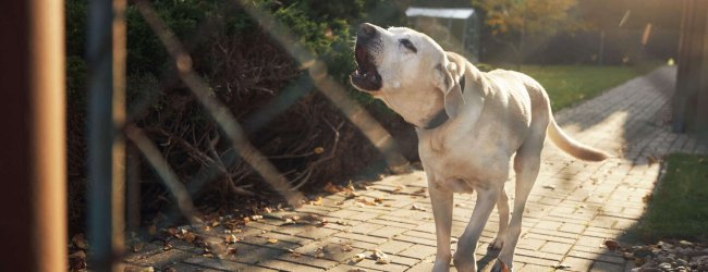 Un chien blanc qui aboie derrière le portail d'une entrée de jardin.