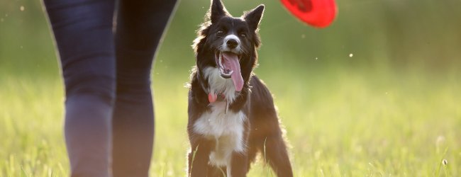 Frau hält Frisbee in der Hand neben ihrem Hund in der Wiese