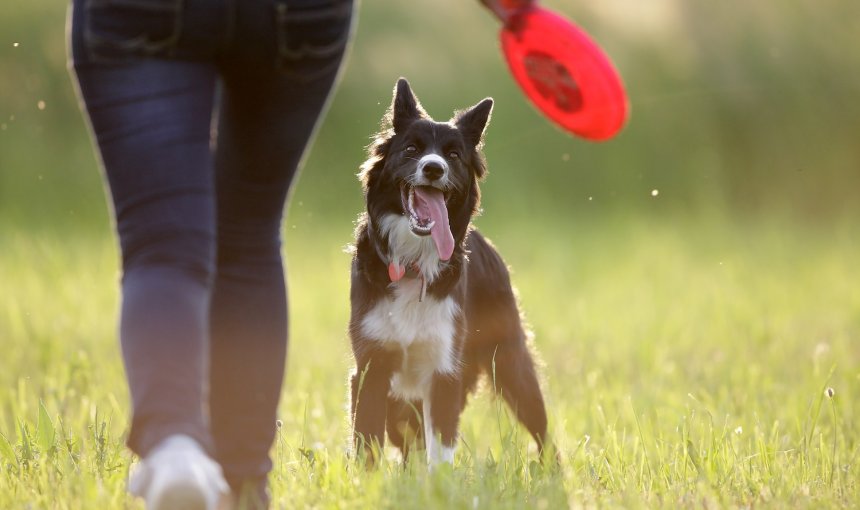 Frau hält Frisbee in der Hand neben ihrem Hund in der Wiese