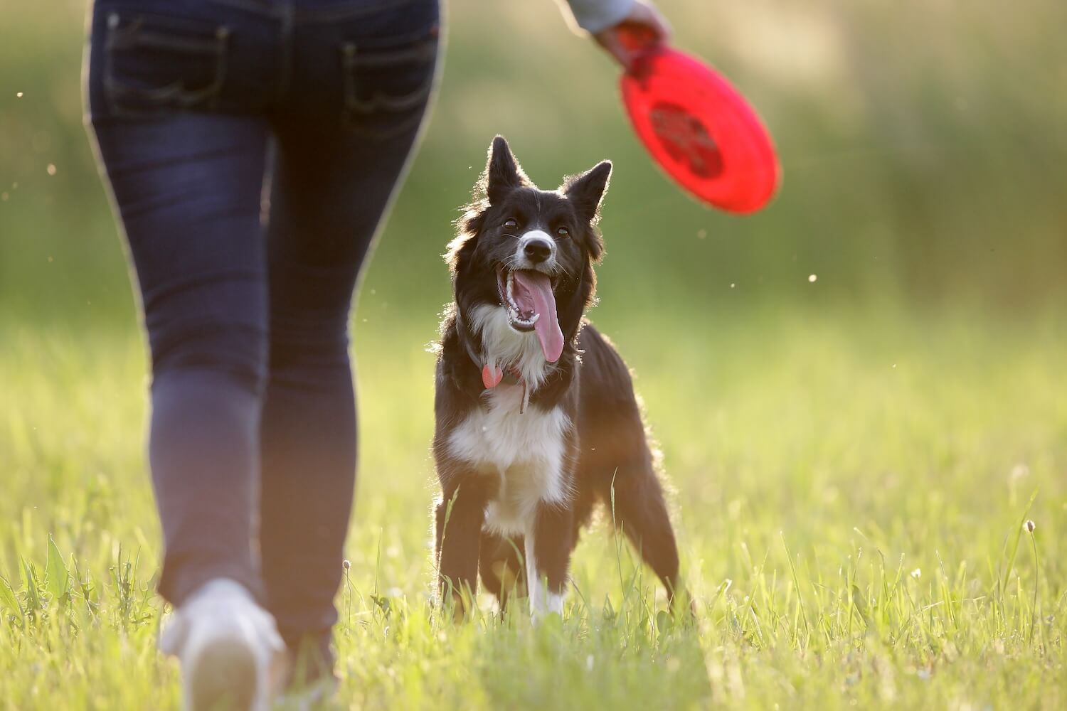 Frisbee mit Hund: Spiel & Spa fr dich und deinen Vierbeiner - Tractive