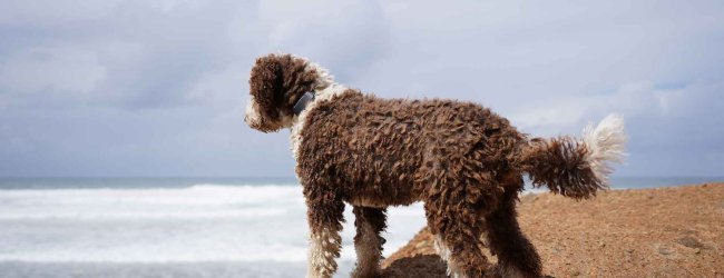 Un cane con un localizzatore Tractive sul collare