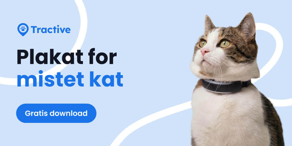 Plakat for mistet kat