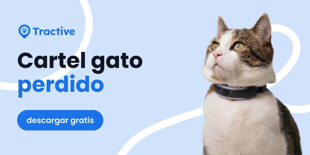 cartel gato perdio