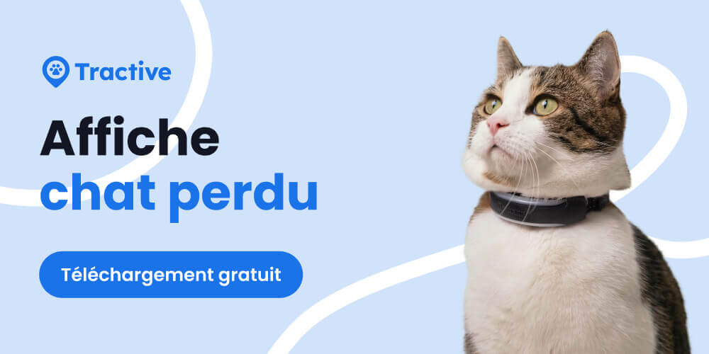 Affiche chat perdu