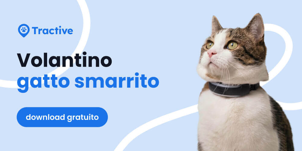 poster di gatto smarrito