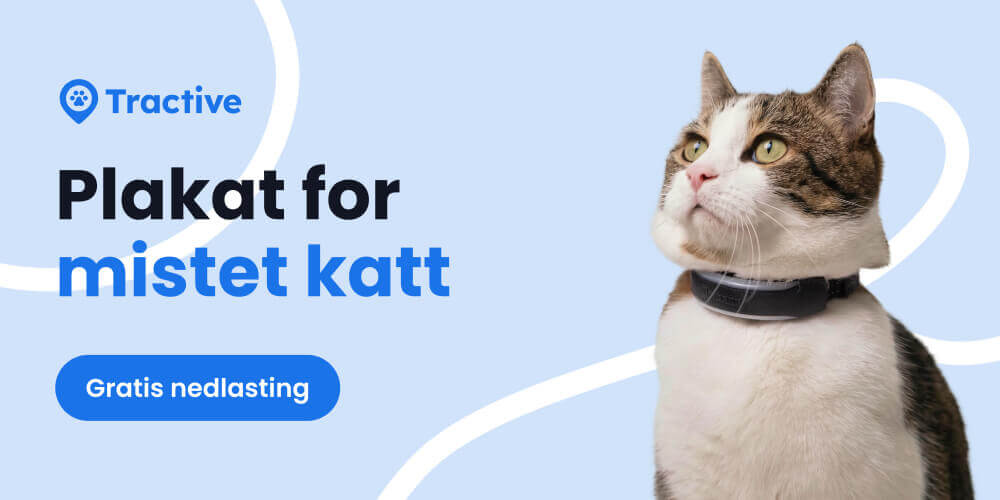 Plakat for savnet katt