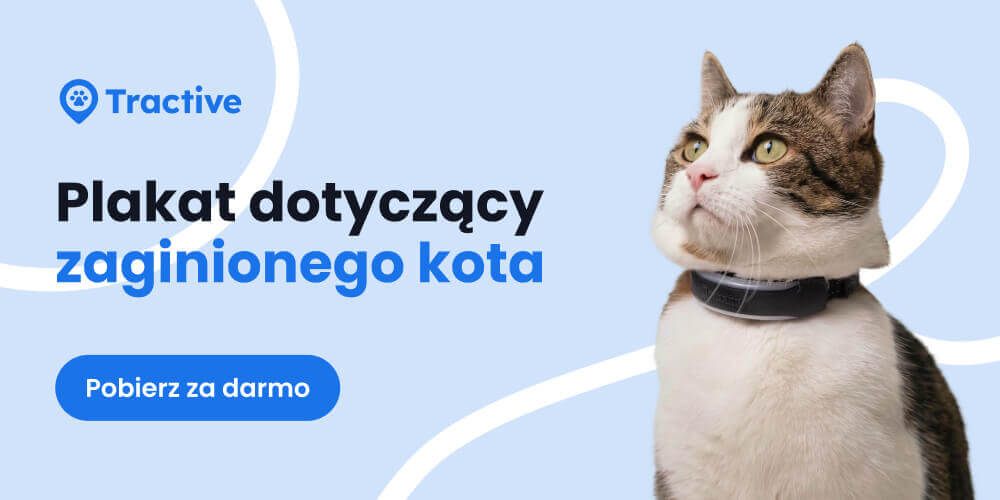 Plakat dotychacy zaginionego kota