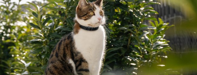 A cat wearing a Tractive GPS tracker outdoors