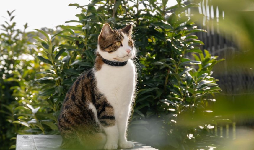A cat wearing a Tractive GPS tracker outdoors
